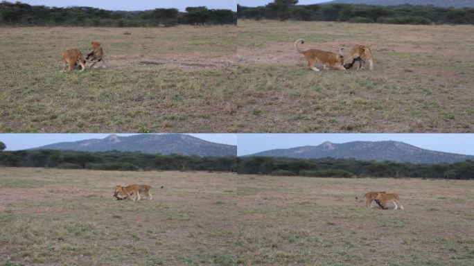 对狮子进行生态观察