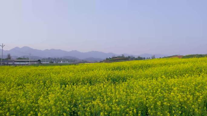 Z0068油菜花田 广袤大地 花儿盛开