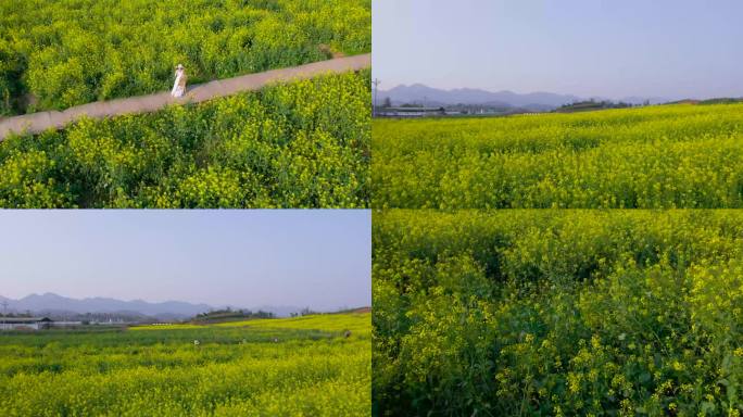 Z0068油菜花田 广袤大地 花儿盛开