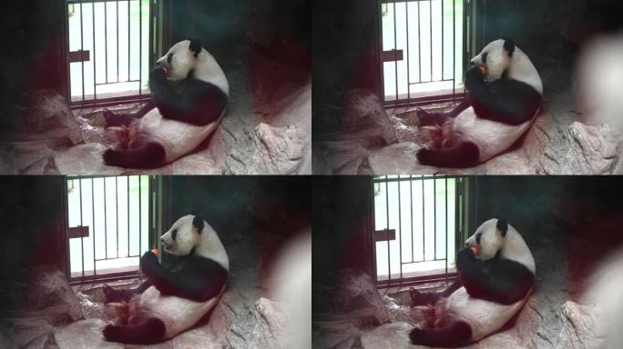 大熊猫躺在室内吃水果竹笋萝卜