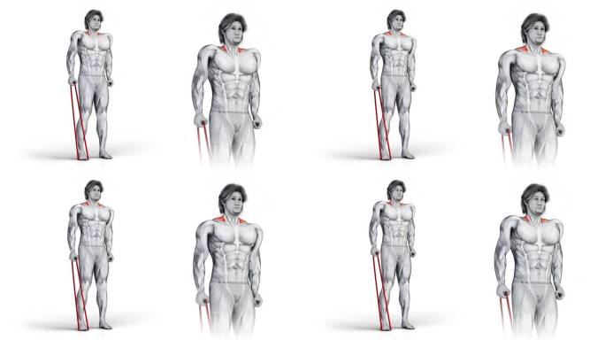 肌肉特征练习的三维插图设计拉起电缆肩部肌肉