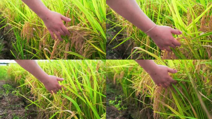 伸手触摸水稻