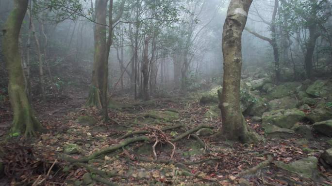 4k森林大自然流水风景树林山水自然山山川