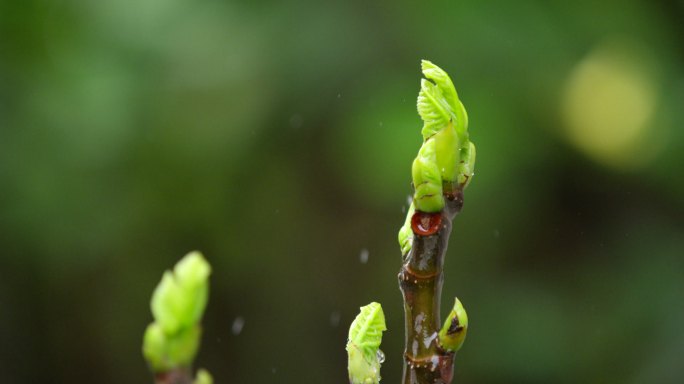 胡桃 嫩芽 细雨