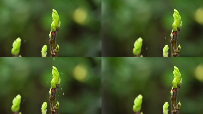 胡桃 嫩芽 细雨