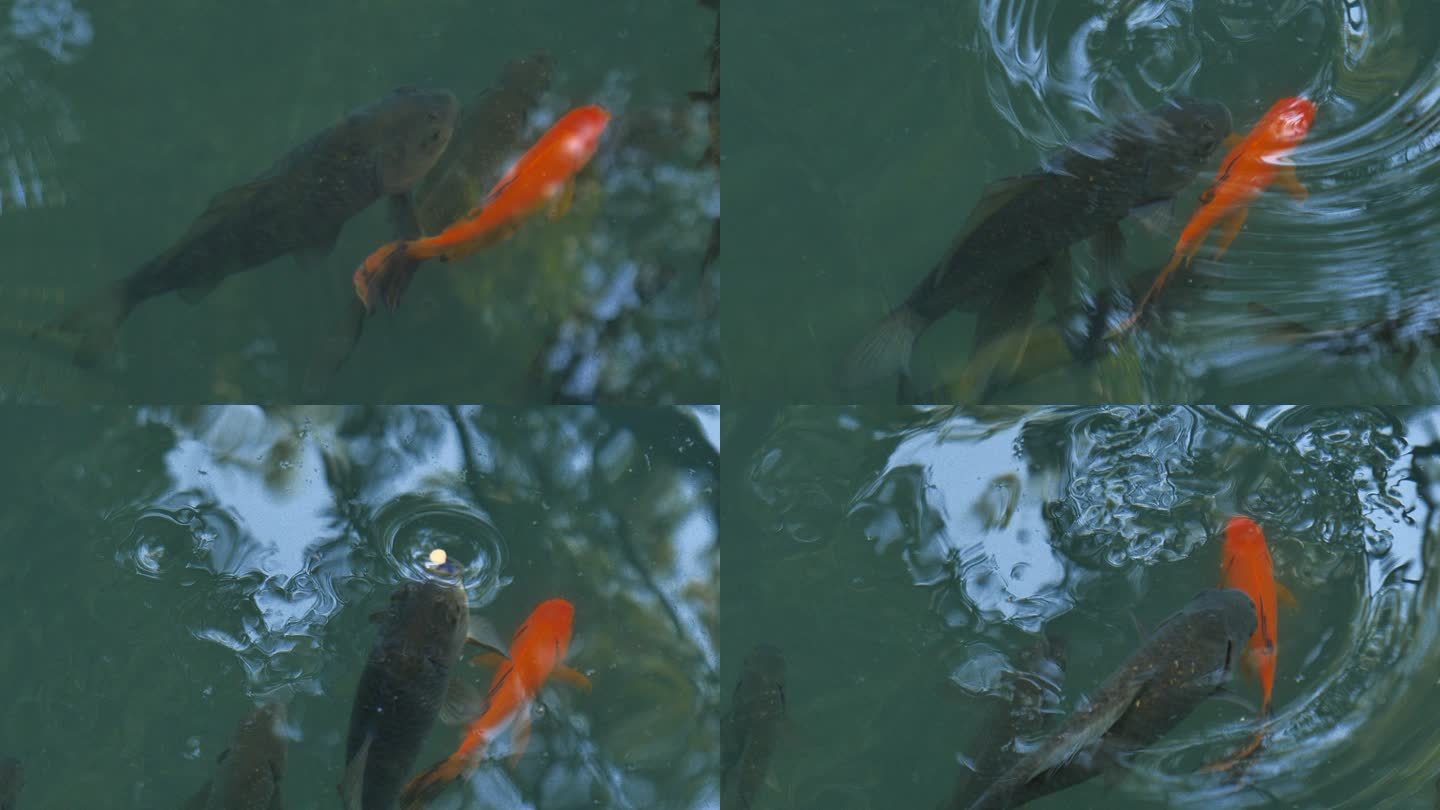 放生池的鲤鱼吃食高速升格