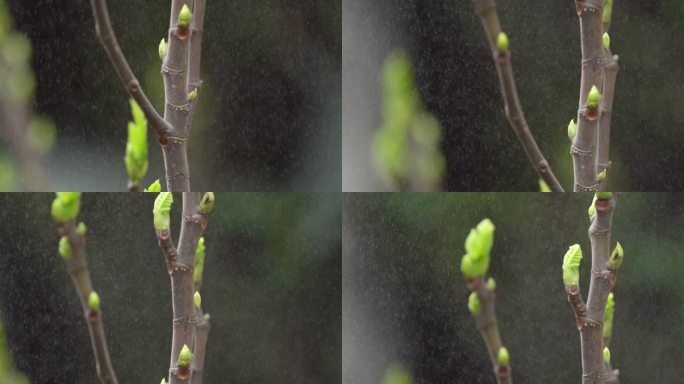 胡桃 嫩芽 细雨5