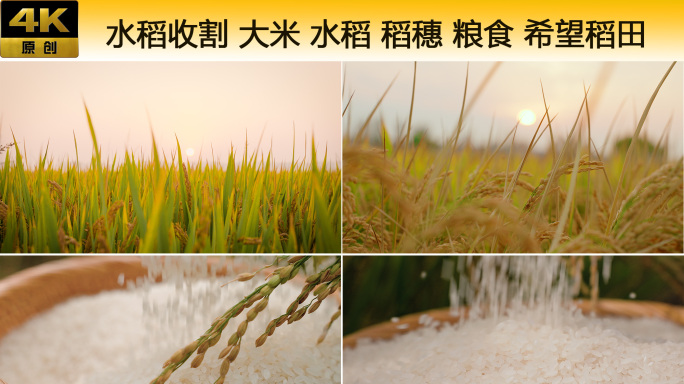水稻收割 大米 水稻稻穗 粮食 希望稻田