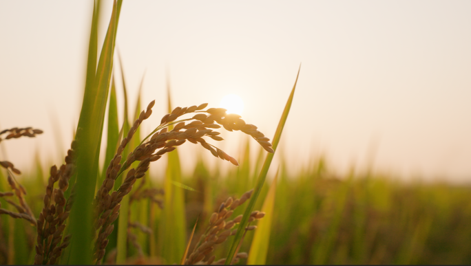 水稻收割 大米 水稻稻穗 粮食 希望稻田