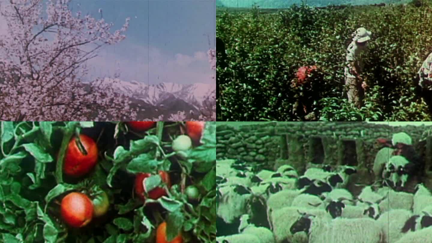 60年代70年代中国农业
