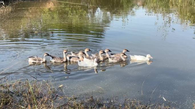 农村鸭子池塘水中游一群鸭子麻鸭