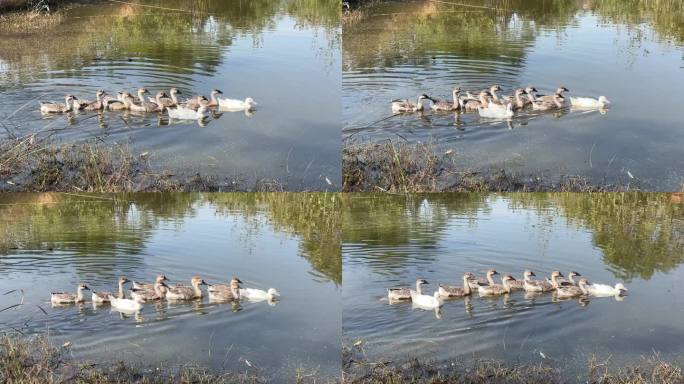 农村鸭子池塘水中游一群鸭子麻鸭