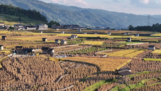 农民在金色稻田中晒谷的美景