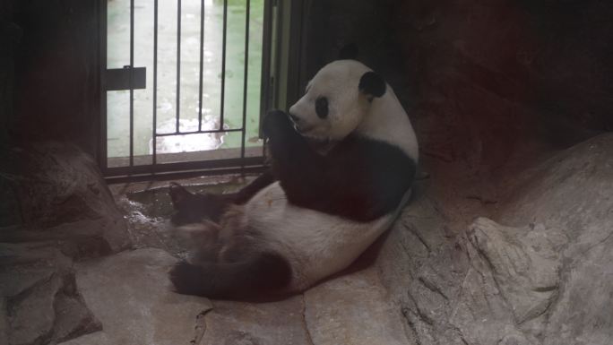 大熊猫躺在室内吃水果竹笋萝卜