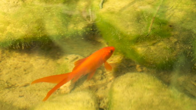 红鲤鱼吃水藻