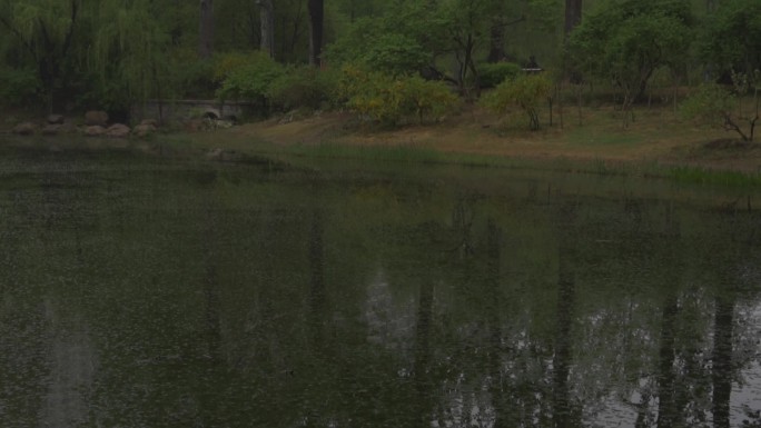 湖边树林升镜头