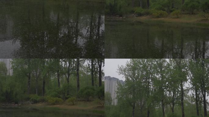 湖边树林升镜头