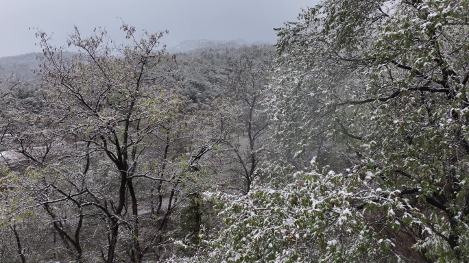 航拍山东省昆嵛山无染寺冬季飞雪松林雪景