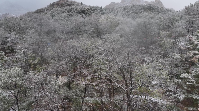 航拍山东省昆嵛山无染寺冬季飞雪松林雪景