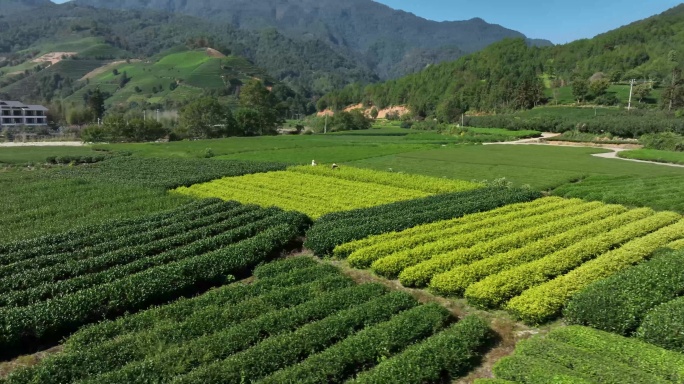 茶园茶农采茶金骏眉大红袍茶叶采茶