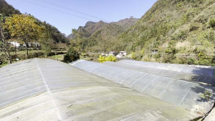 陕西省安康市岚皋县魔芋种植基地