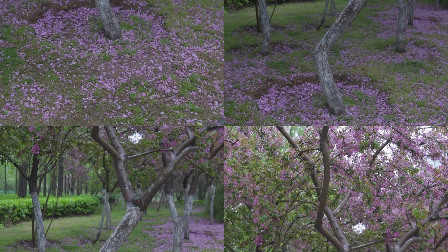 雨后花瓣被打落