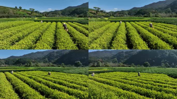 茶园茶农采茶金骏眉大红袍茶叶采茶