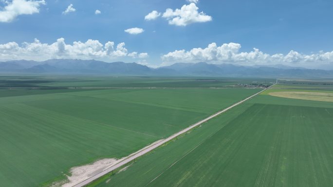 草原草场青稞油菜花 甘肃张掖 山丹军马场