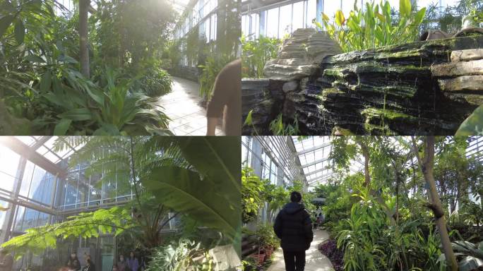 景观温室国家植物园温室培育花卉沙漠植物