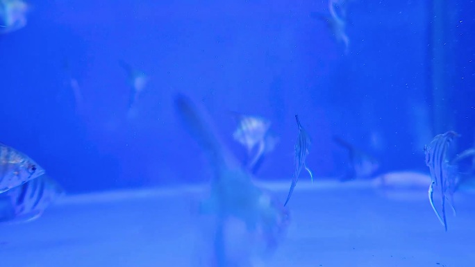鱼缸养殖观赏金鱼热带鱼小鱼4
