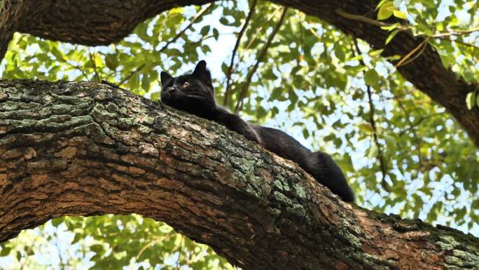 苏州西园寺树上的猫