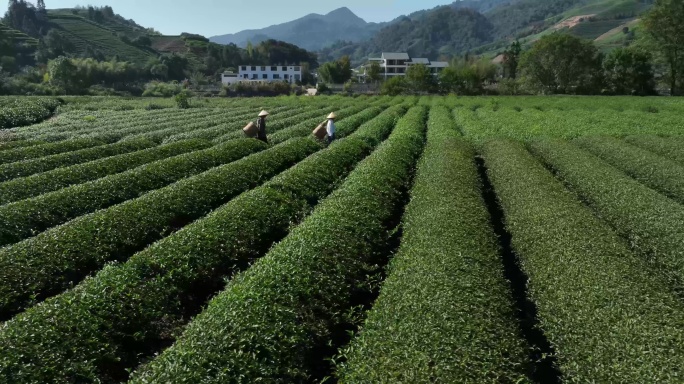 茶园茶农采茶金骏眉大红袍茶叶采茶