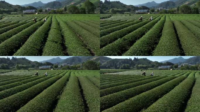 茶园茶农采茶金骏眉大红袍茶叶采茶