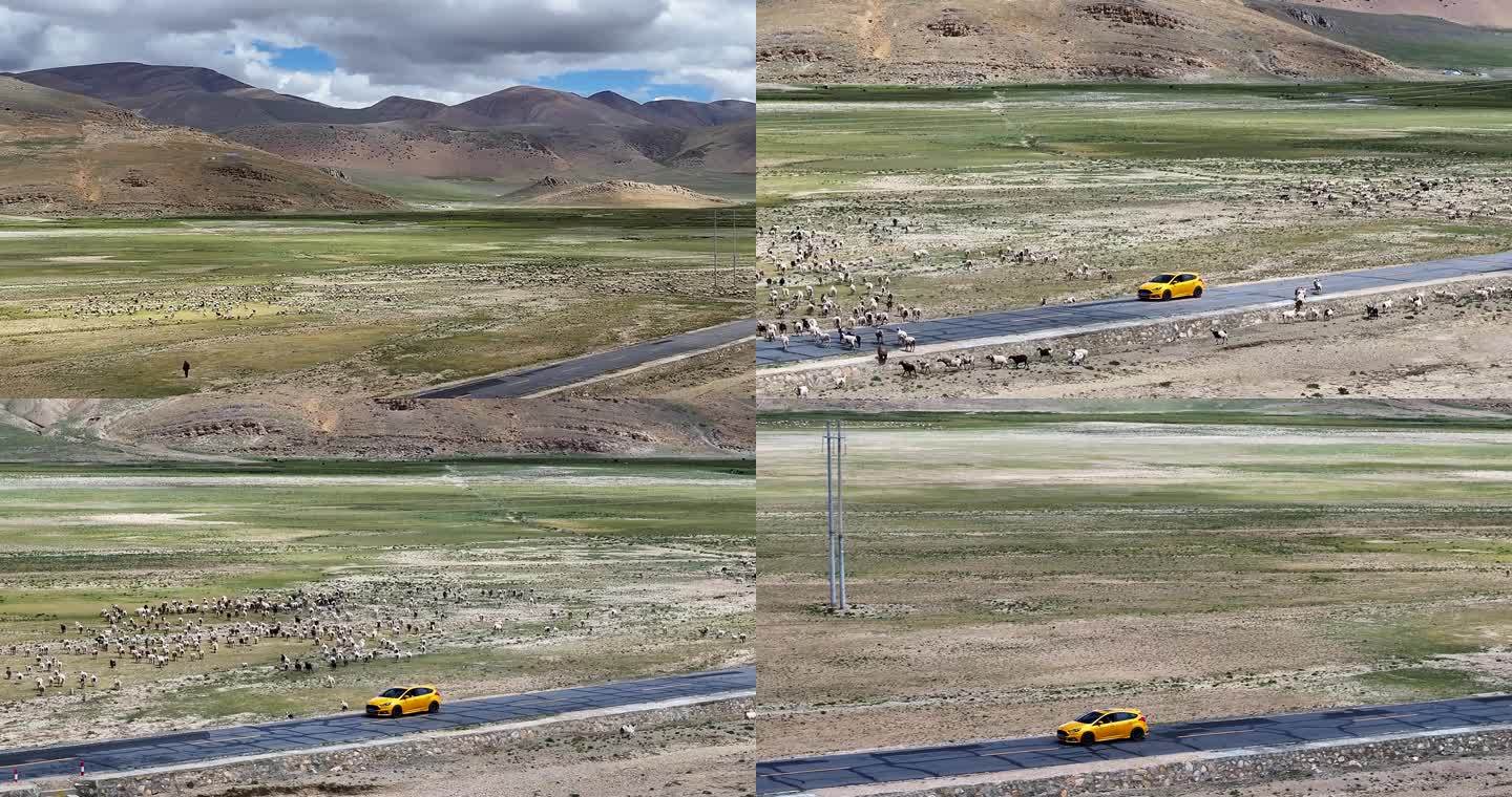 航拍西藏沿线公路羊群风光