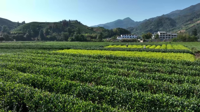 茶园茶农采茶金骏眉大红袍茶叶采茶