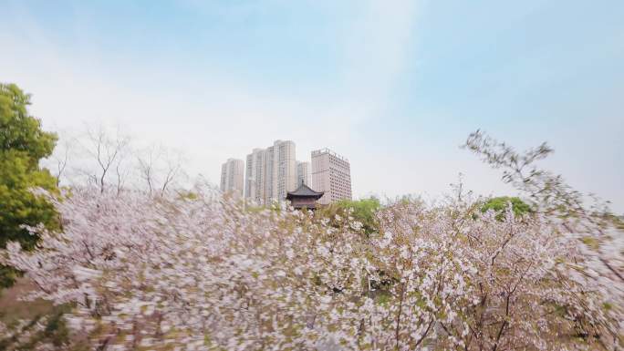 武汉堤角公园古风樱花中穿梭穿越机航拍视角