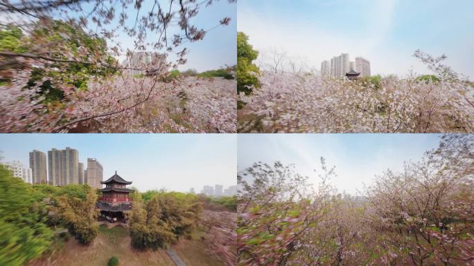 武汉堤角公园古风樱花中穿梭穿越机航拍视角