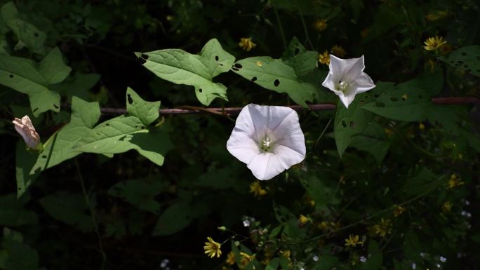 牵牛花