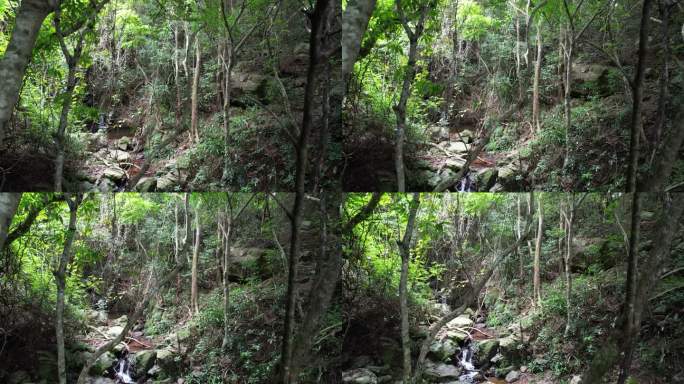 4k森林大自然流水风景树林山水自然山山川