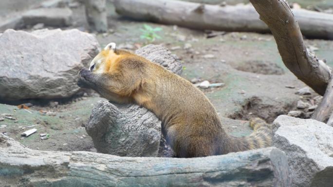 长鼻浣熊在玩石头玩耍