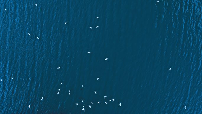 4K 大海 海鸥飞翔 湖面飞鸟 海 海洋