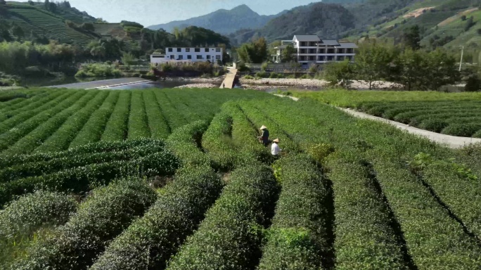 茶园茶农采茶金骏眉大红袍茶叶采茶