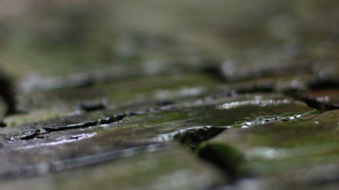 青石砖 苔藓 细雨