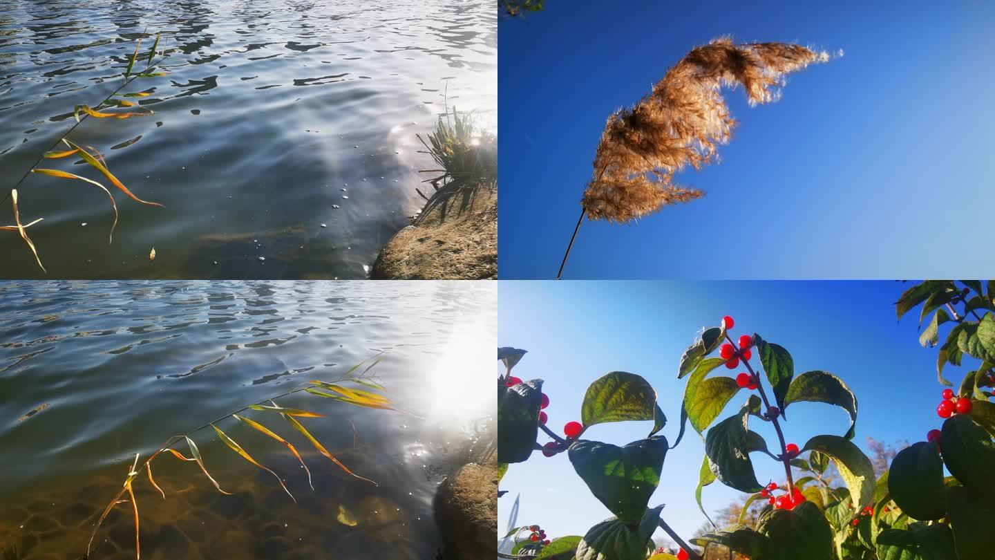 【4K】湖面 波光粼粼 芦苇