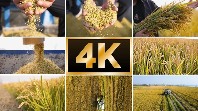 4K水稻丰收稻米收割稻田航拍