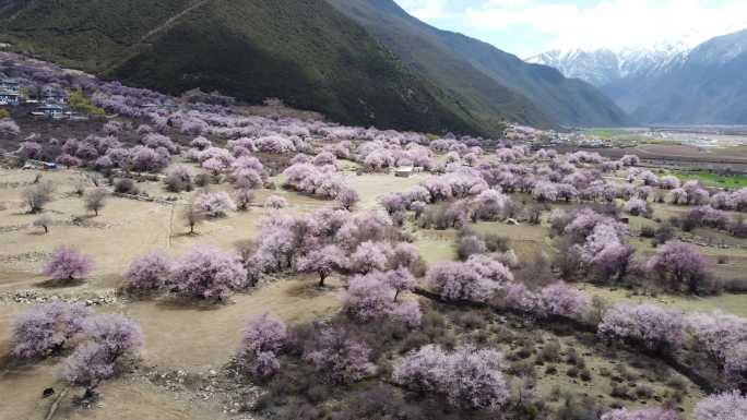 波密的桃花