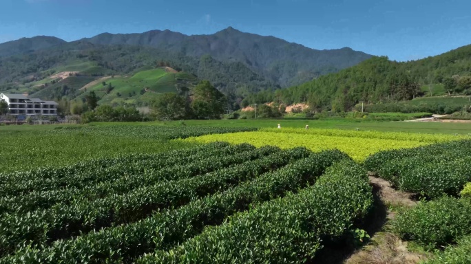 茶园茶农采茶金骏眉大红袍茶叶采茶