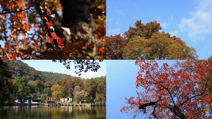 苏州天平山  红叶