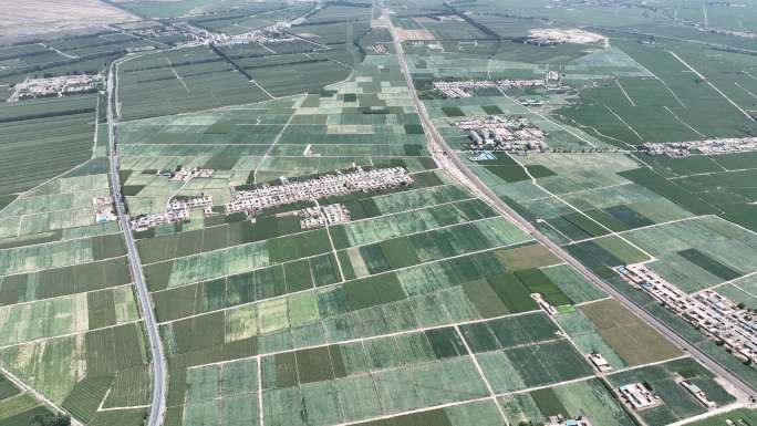 玉米制种基地 甘肃张掖 河西走廊农田
