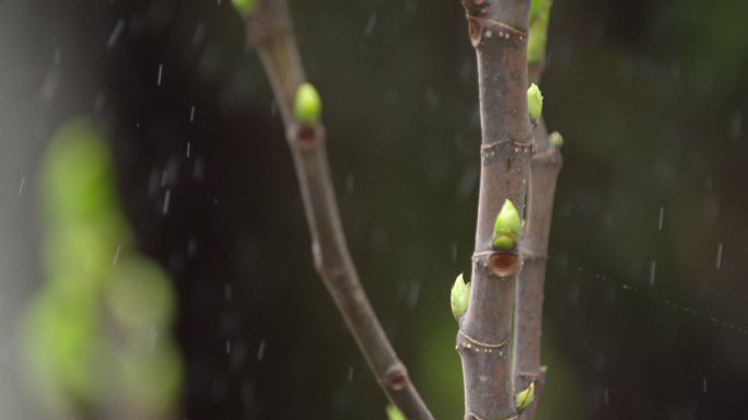 胡桃 嫩芽 细雨 4